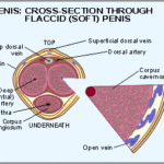 Penis_Cross-Section_Dr_Christopher_Fox